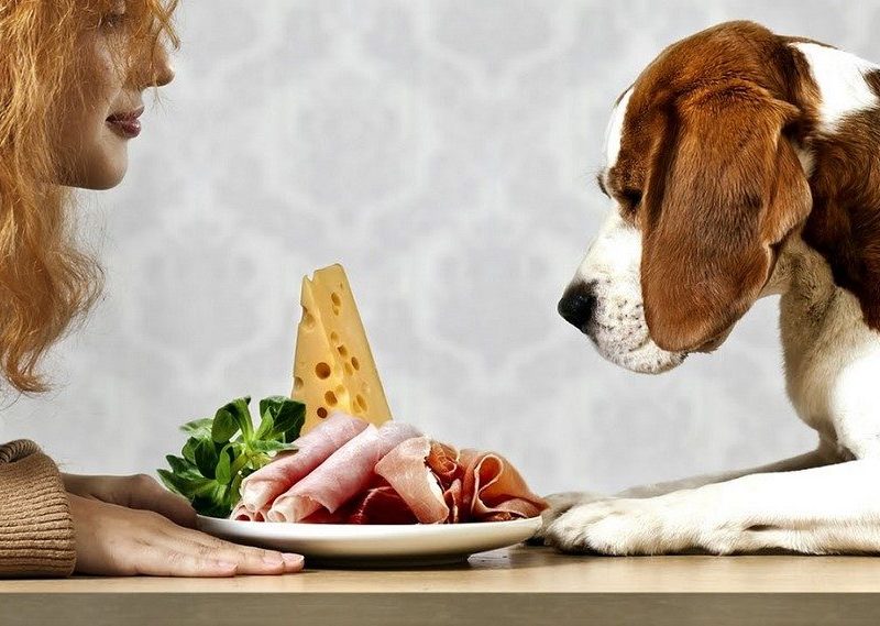 кучешка храна, здравословни проблеми, проблеми при кучетатата, готвар